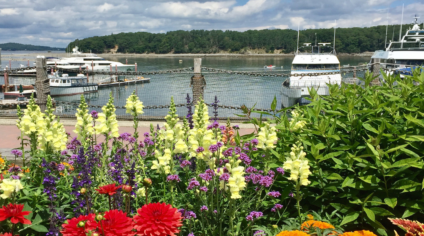 vibrant Booth Bay Harbor Maine SCÜPskin™ Deco-Sleeve for PÜP SCÜP™ litter scoop holder system. 